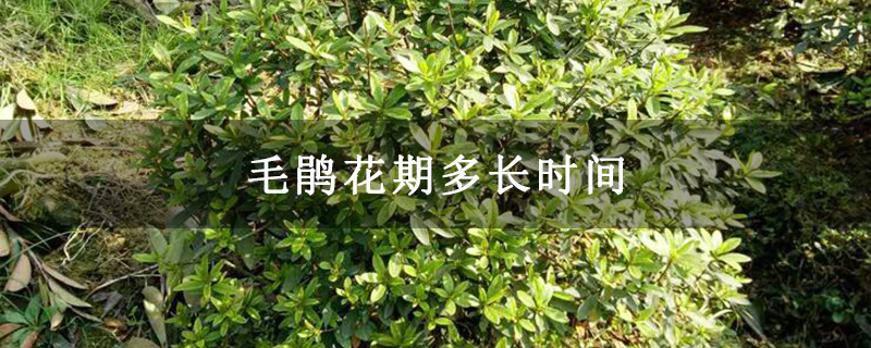 毛鹃花期多长时间