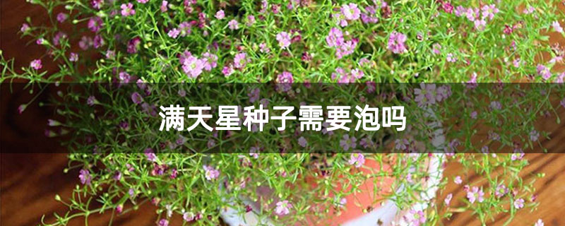 满天星种子需要泡吗