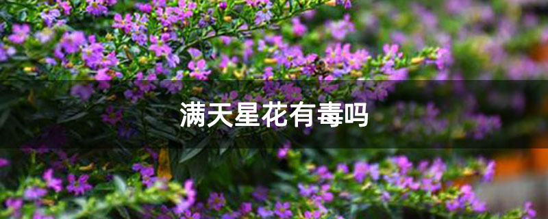 满天星花有毒吗 满天星花有毒吗