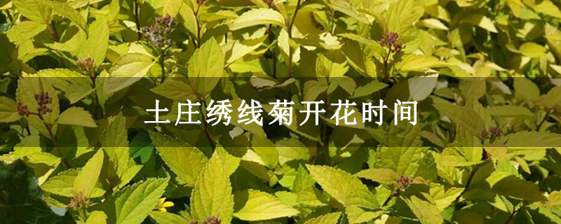 土庄绣线菊开花时间