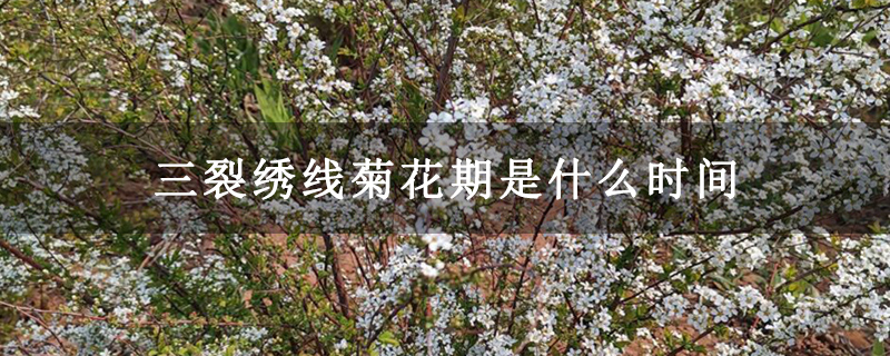 三裂绣线菊花期是什么时间