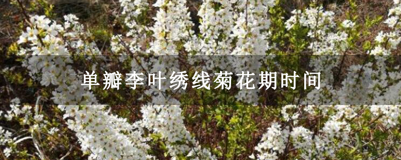 单瓣李叶绣线菊花期时间