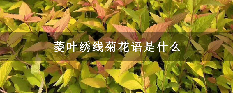 菱叶绣线菊花语是什么