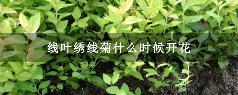 线叶绣线菊什么时候开花