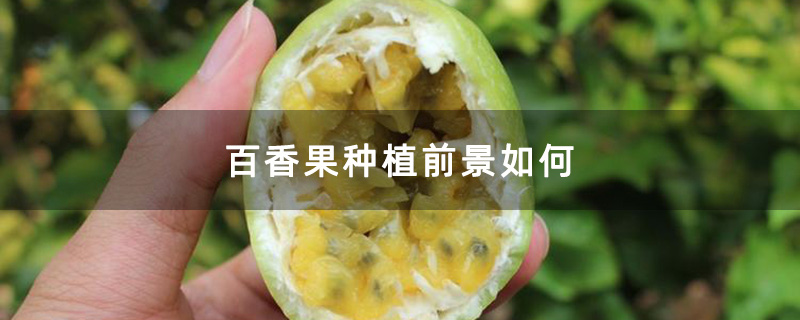 百香果种植前景如何