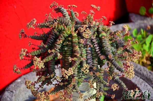 钱串景天开花(图)