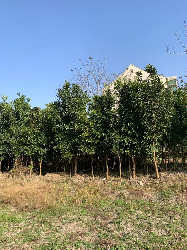 香泡树多少钱一棵?香泡树苗价格行情