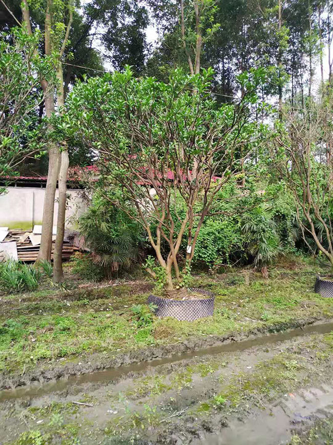 香泡树多少钱一棵