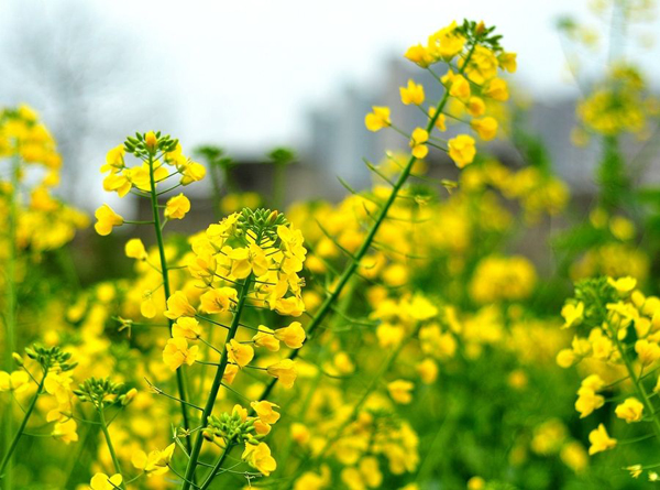 油菜花的花语是什么？油菜花的寓意和象征