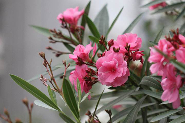 夹竹桃的花语是什么？夹竹桃的寓意和象征
