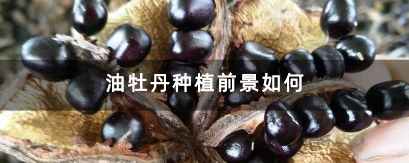 油牡丹种植前景如何