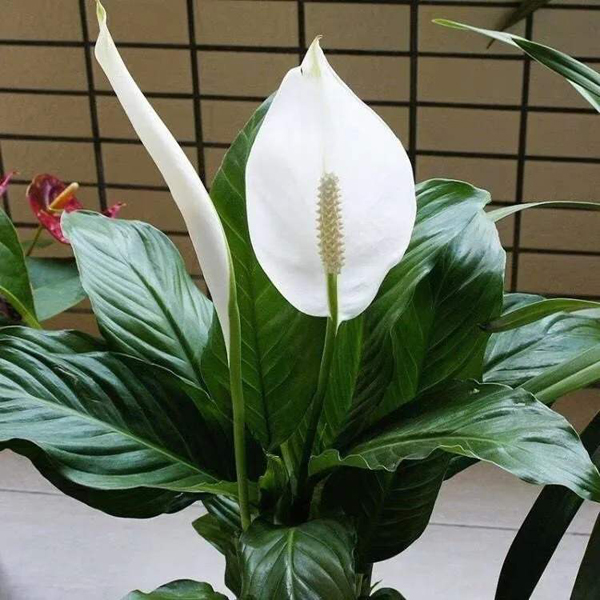白掌