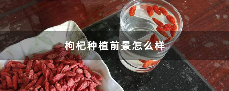 枸杞种植前景怎么样