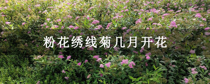 粉花绣线菊几月开花