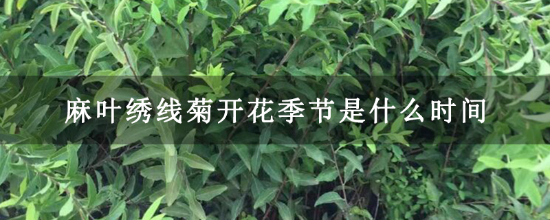 麻叶绣线菊开花季节是什么时间