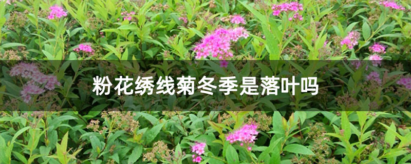 粉花绣线菊冬季是落叶吗