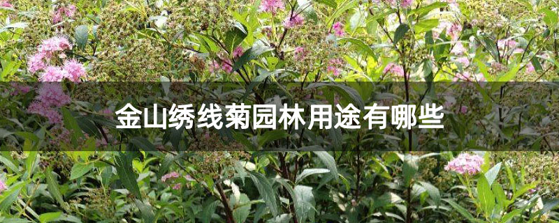 金山绣线菊园林用途有哪些 金山绣线菊园林用途有哪些