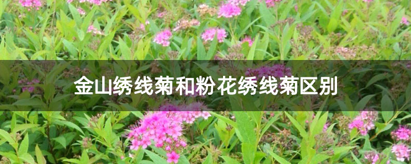金山绣线菊和粉花绣线菊区别