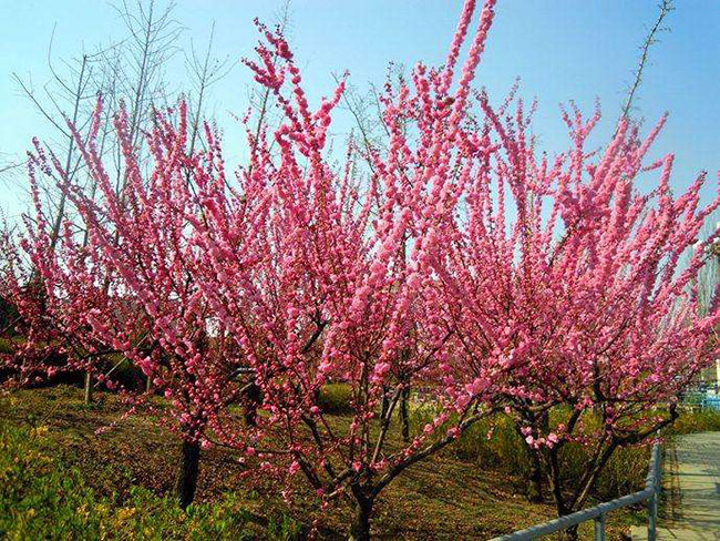 榆叶梅的花语是什么?榆叶梅的寓和象征