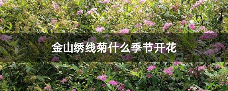 金山绣线菊什么季节开花