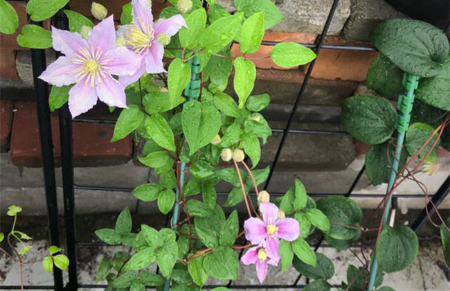 铁线莲的花语是什么?铁线莲的寓意和象征