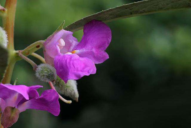 凤仙花的花语是什么?凤仙花的寓意和象征