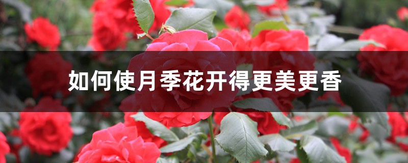 如何使月季花开得更美更香