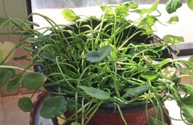 铜钱草的花语是什么?铜钱草的寓意和象征