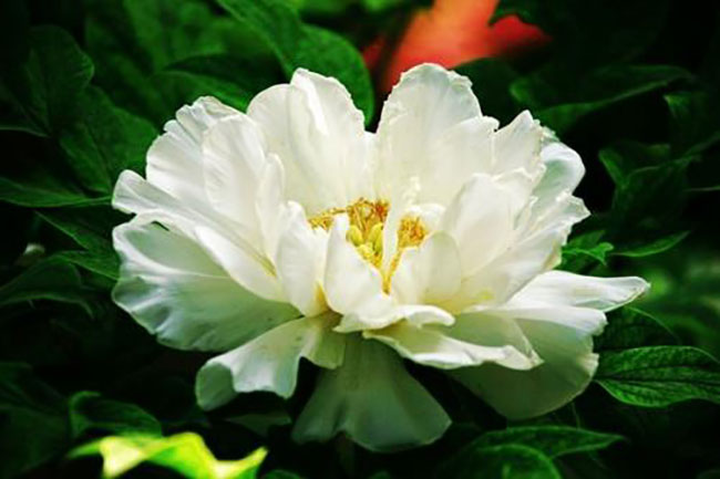 白牡丹的花语是什么?白牡丹的寓意和象征