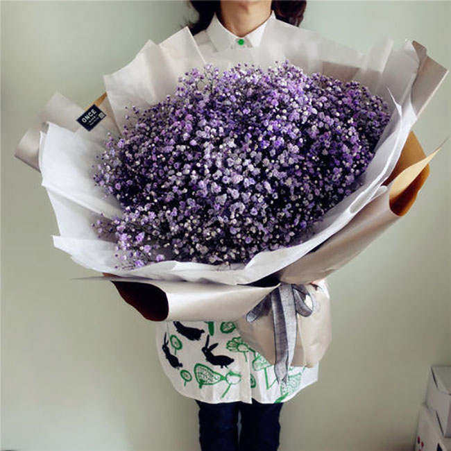 紫色满天星的花语是什么?紫色满天星的寓意和象征