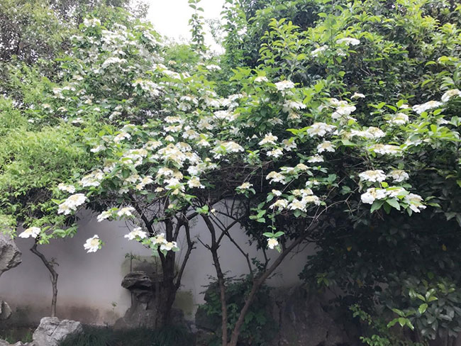 琼花夏季怎么养护