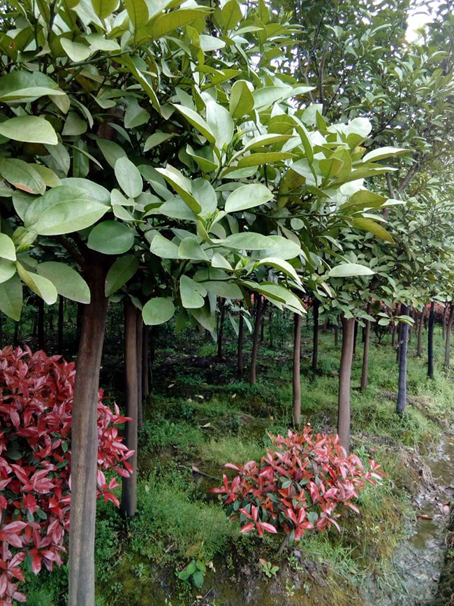 香泡树多少钱一棵