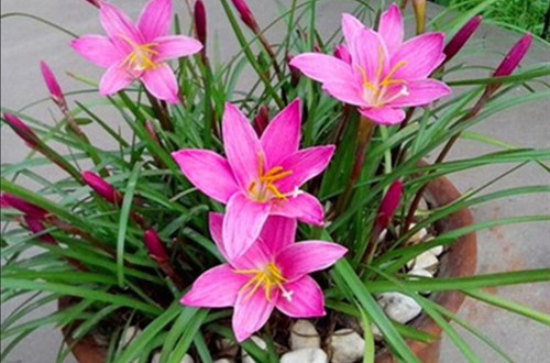 src=http___nimg.ws.126.net__url=http%3A%2F%2Fdingyue.ws.126.net%2F2021%2F0428%2Fcae25157j00qs9ocb008gc000u000qhm.jpg&thumbnail=650x2147483647&quality=80&type=jpg&refer=http___nimg.ws.126_副本.jpg