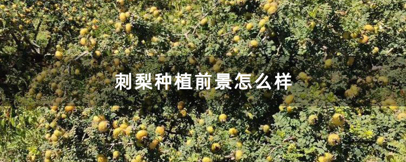 刺梨种植前景怎么样