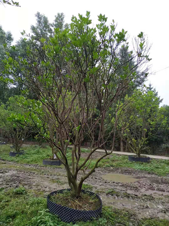 香泡树多少钱一棵
