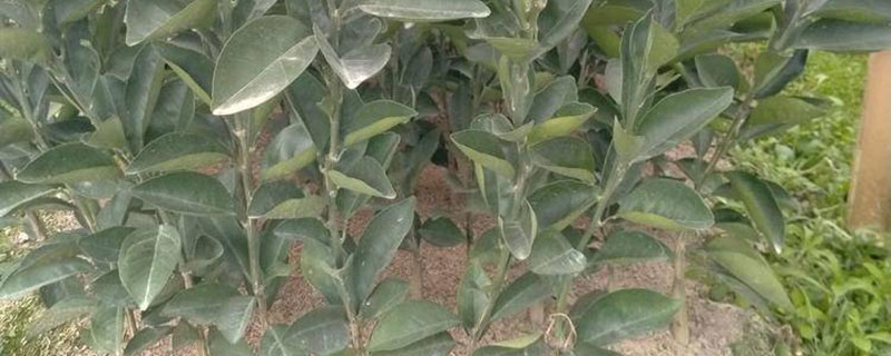 纽荷尔脐橙苗价格多少钱一株