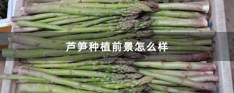 芦笋种植前景怎么样