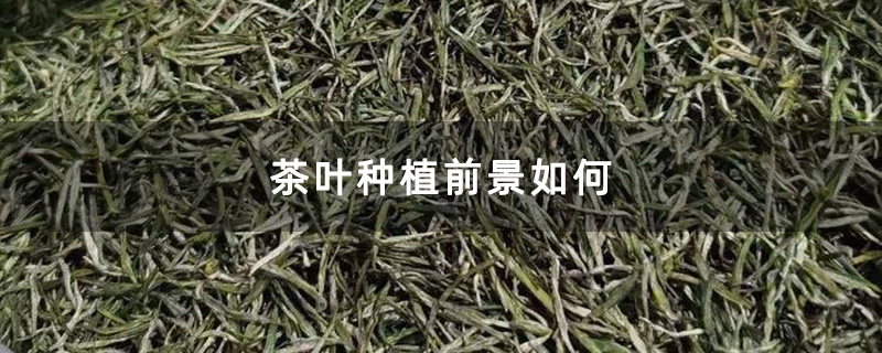 茶叶