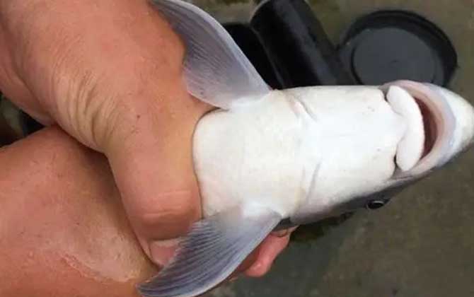 暗色唇鱼