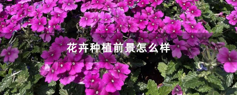 美女樱