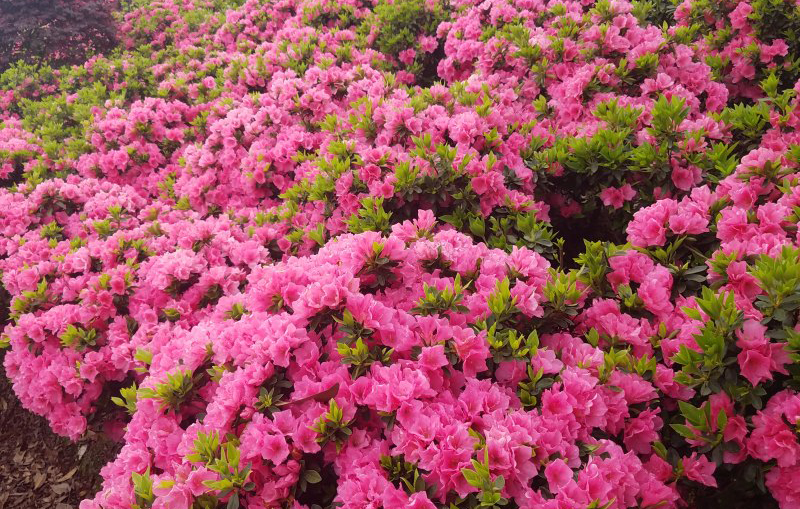 杜鹃花