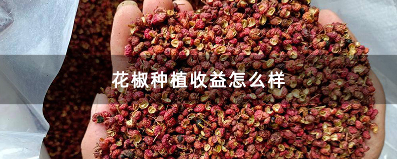 花椒种植收益怎么样