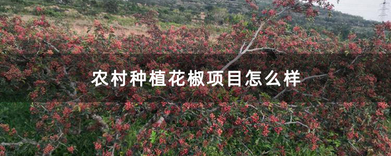 农村种植花椒项目怎么样