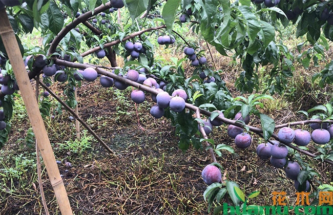 脆红李树苗价格 脆红李树苗价格
