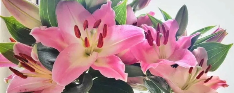百合用什么土种植比较好，种球怎么种植