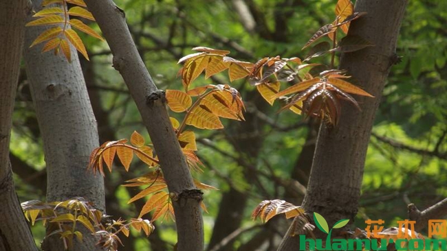 香椿价格多少钱一斤