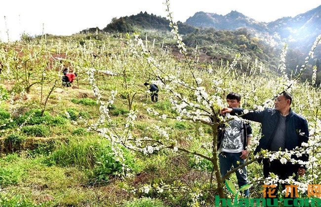 脆红李树苗价格 脆红李树苗价格
