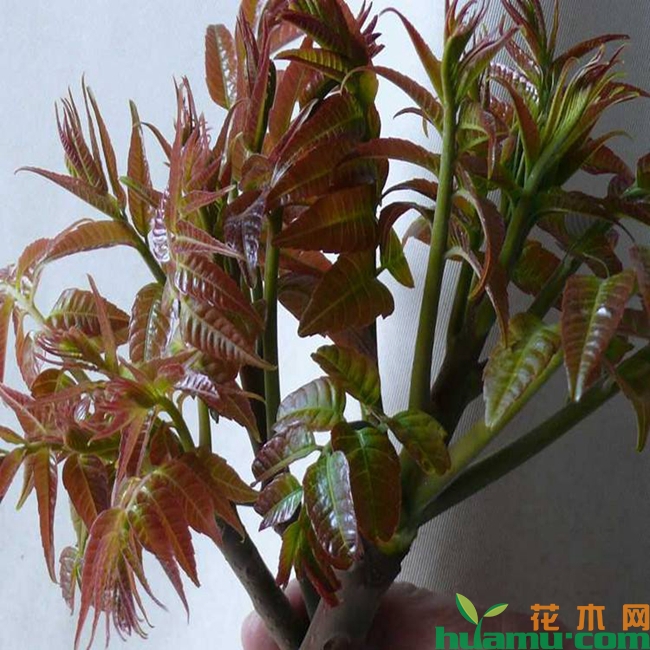 香椿价格.jpg