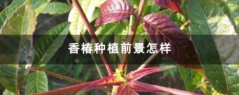 香椿种植前景怎样