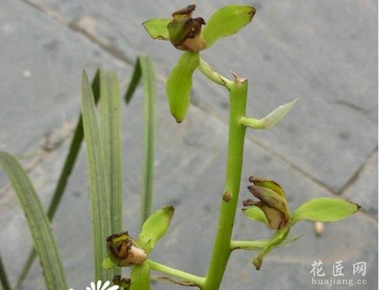 花卉萎蔫